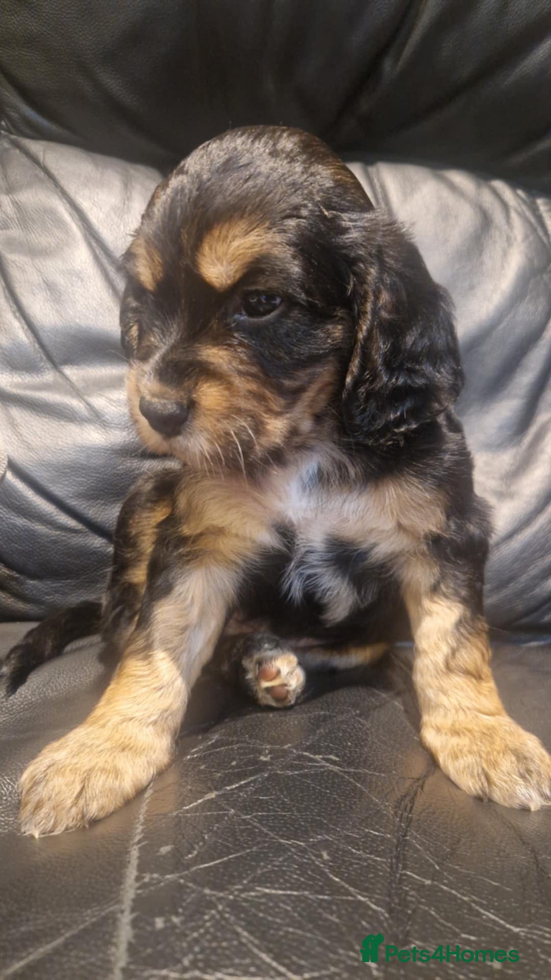 Cocker Spaniel dogs for sale: Stunning kc working cocker spaniels - Image 24