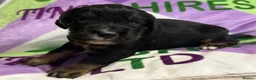 Cocker Spaniel dogs for sale: KC BLACK AND TAN boys 17 dna health tested clear  - Advert 4