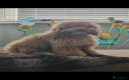 Cockapoo dogs for sale: Cockapoo name is teddy  - Advert 1