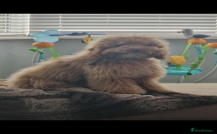 Cockapoo dogs Cockapoo name is teddy  - Advert 1