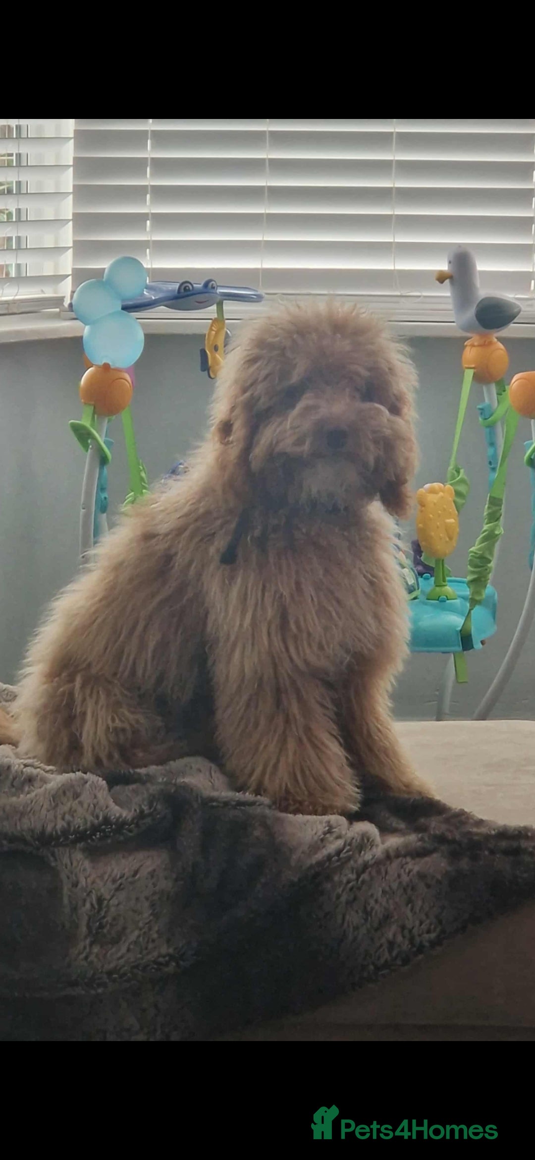 Cockapoo dogs for sale: Cockapoo name is teddy  - Advert 1