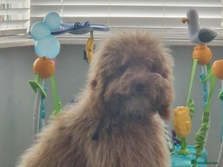 Cockapoo dogs for sale: Cockapoo name is teddy - Advert 1