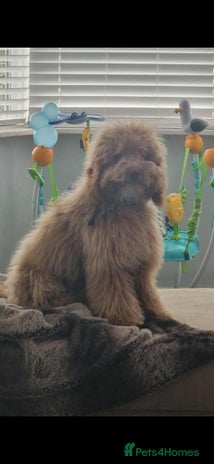 Cockapoo dogs Cockapoo name is teddy - Advert 1