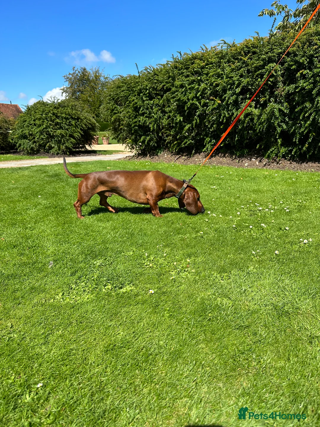 Dachshund dogs for stud: KC Standard smooth red hair dachshund  stud in Banbury - Advert 9