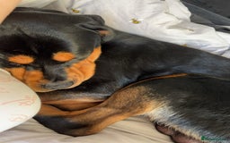 Rottweiler dogs for stud: Bruce the Rottweiler  - Image 6