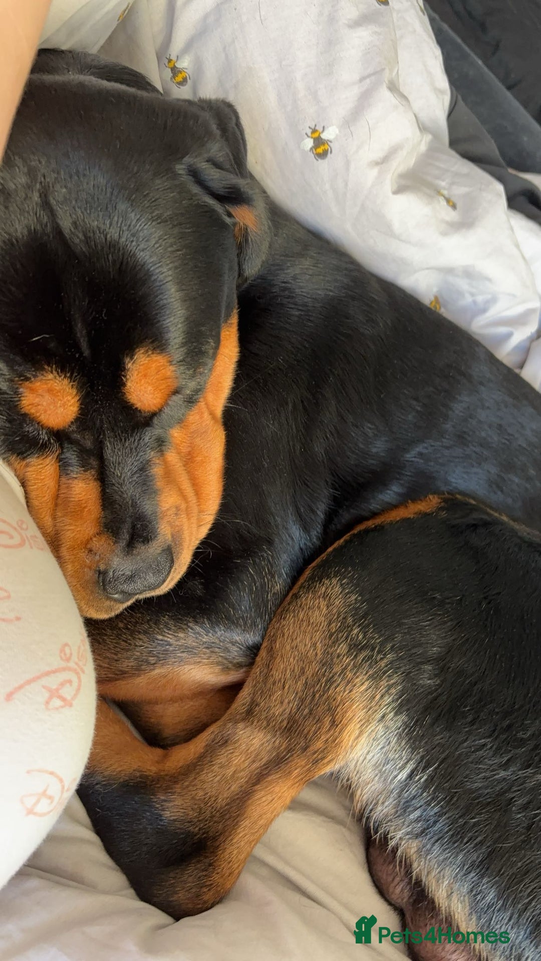 Rottweiler dogs for stud: Bruce the Rottweiler  - Image 6