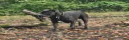 Staffordshire Bull Terrier dogs for stud: Kenbloom Mcintosh  - Advert 5