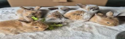 Mixed Breed rabbits for sale: Gorgeous bunnies for sale - Advert 17