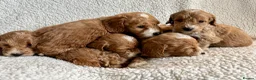 Cockapoo dogs for sale: F1bcockapoo puppies - DNA Health test clear  in Staines - Advert 34