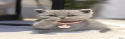 Scottish Fold cats for sale: Schotish straight  - Advert 14
