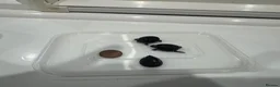 Turtle reptiles for sale: Baby Turtles  - Advert 3
