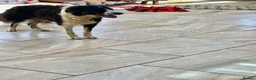 Bernese Mountain Dog dogs for sale: Stunning puppies! - Advert 9