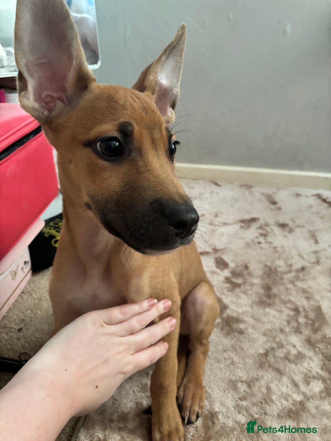 Mixed Breed dogs for sale: 3 puppies for sale - Image 14