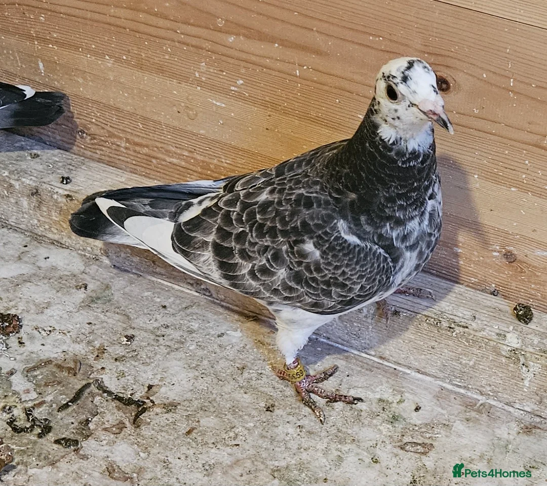 Pigeons birds for sale: Racing pigeons - Advert 8