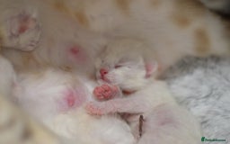 Siamese cats for sale: 🧬F1 BENAMESE KITTENS🧬 1 MALE LEFT - Image 18
