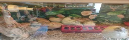 Quail poultry for sale: Male Jumbo Coturnix Quail - Advert 1