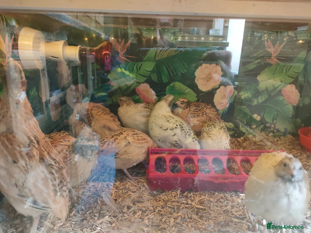 Quail poultry for sale: Male Jumbo Coturnix Quail - Advert 1