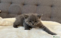 British Shorthair cats for sale: Stunning British Shorthair ready to reserve  - Image 33
