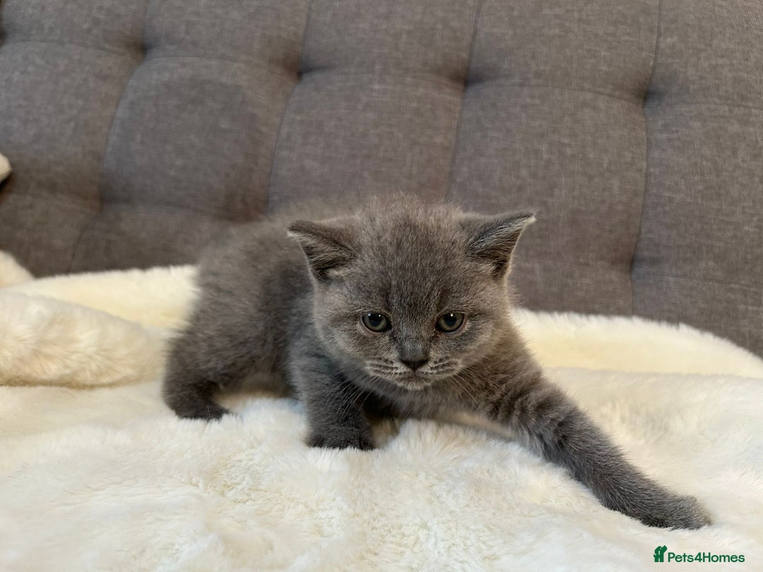 British Shorthair cats for sale: Stunning British Shorthair ready to reserve  - Image 33