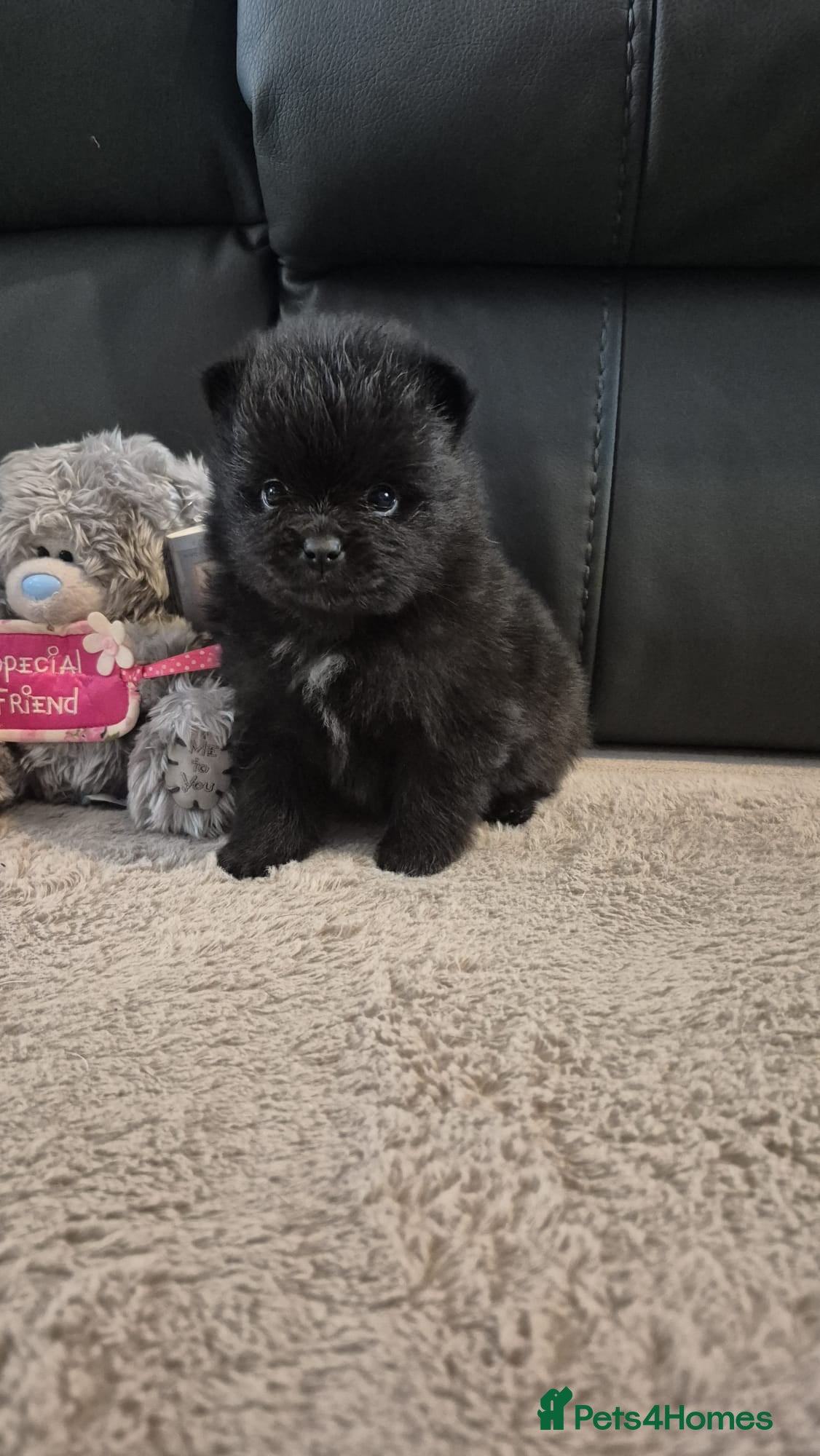 Pomeranian dogs Mini pomeranian puppies Russian bloodlines - Advert 12