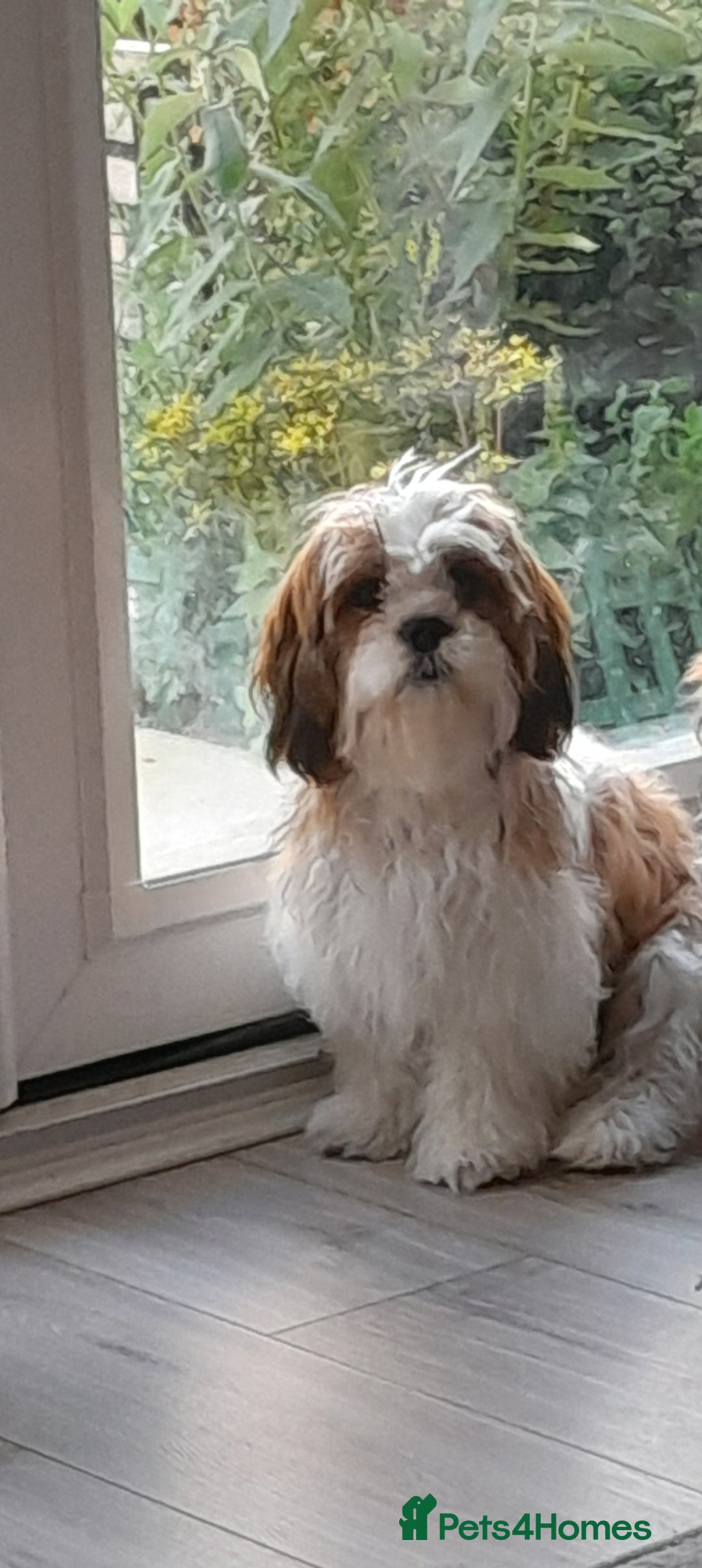Cava Tzu dogs for sale: Cav tzu 7 month old pup - Image 1