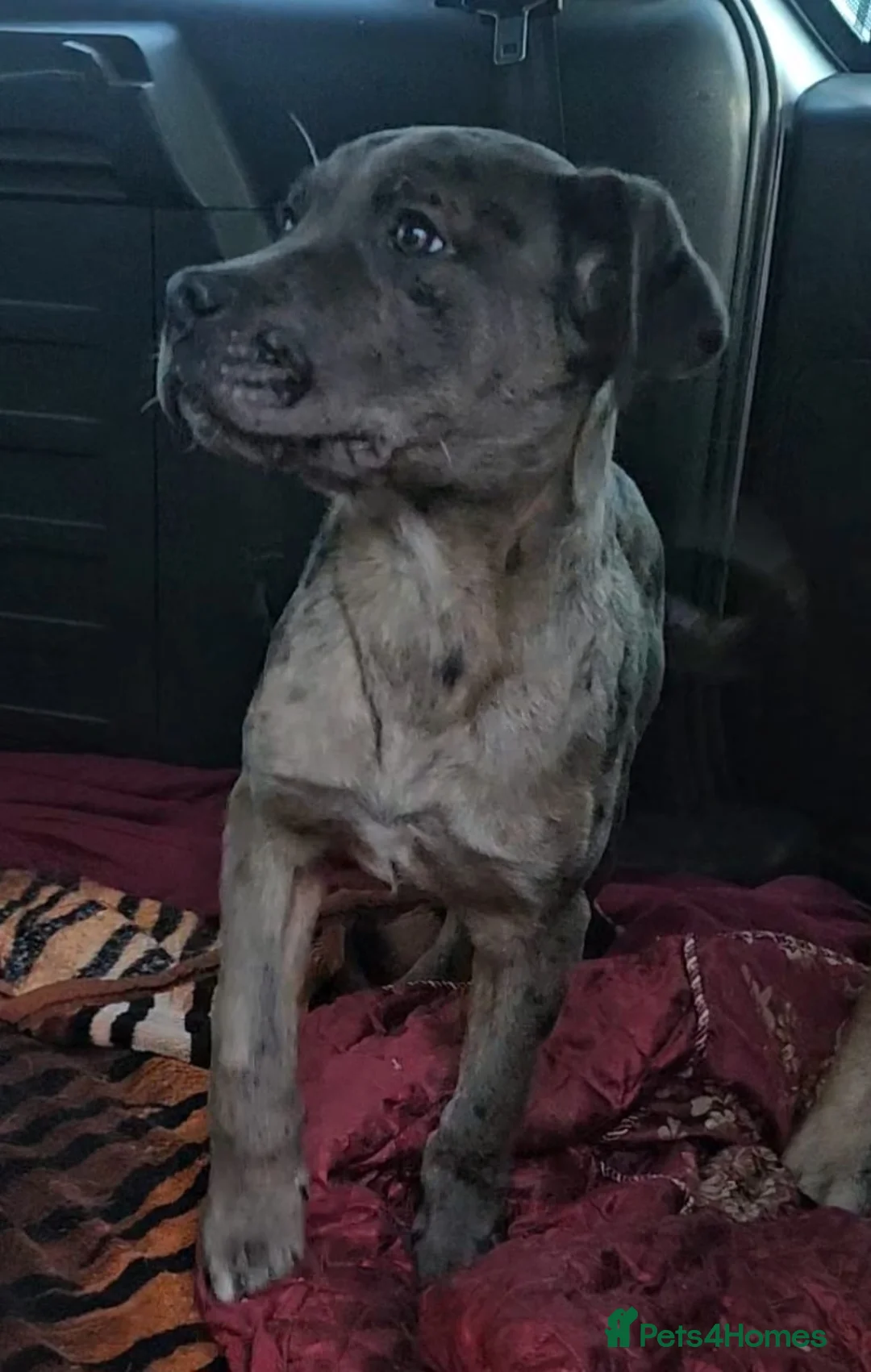 Mixed Breed dogs for sale: Cane corso cross Pressa canario puppy - Advert 5