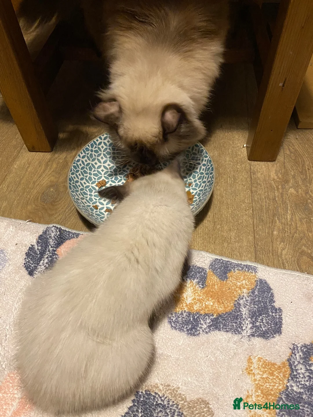 Mixed Breed cats for sale: Mixed kittens  - Advert 2