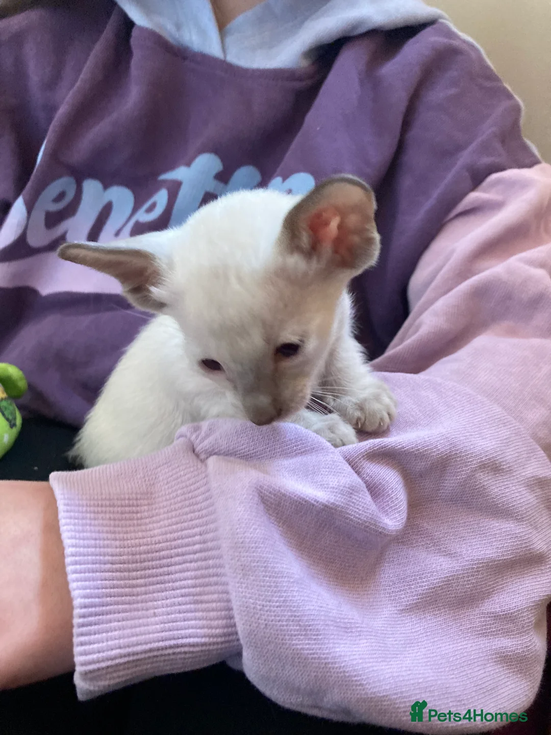 Oriental cats for sale: 2 Oriental girl kittens - Advert 12