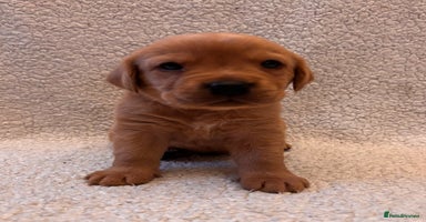 Labrador Retriever dogs Labrador Puppies Yellow & Red Fox  - Advert 9