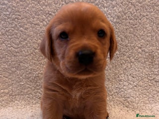 Labrador Retriever dogs Labrador Puppies Yellow & Red Fox - Advert 16