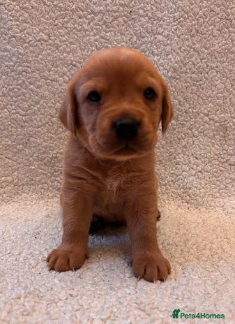 Labrador Retriever dogs Labrador Puppies Yellow & Red Fox - Advert 8