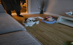 Mixed Breed dogs for sale: Shihtzu crossed with lhasa apso - Image 5
