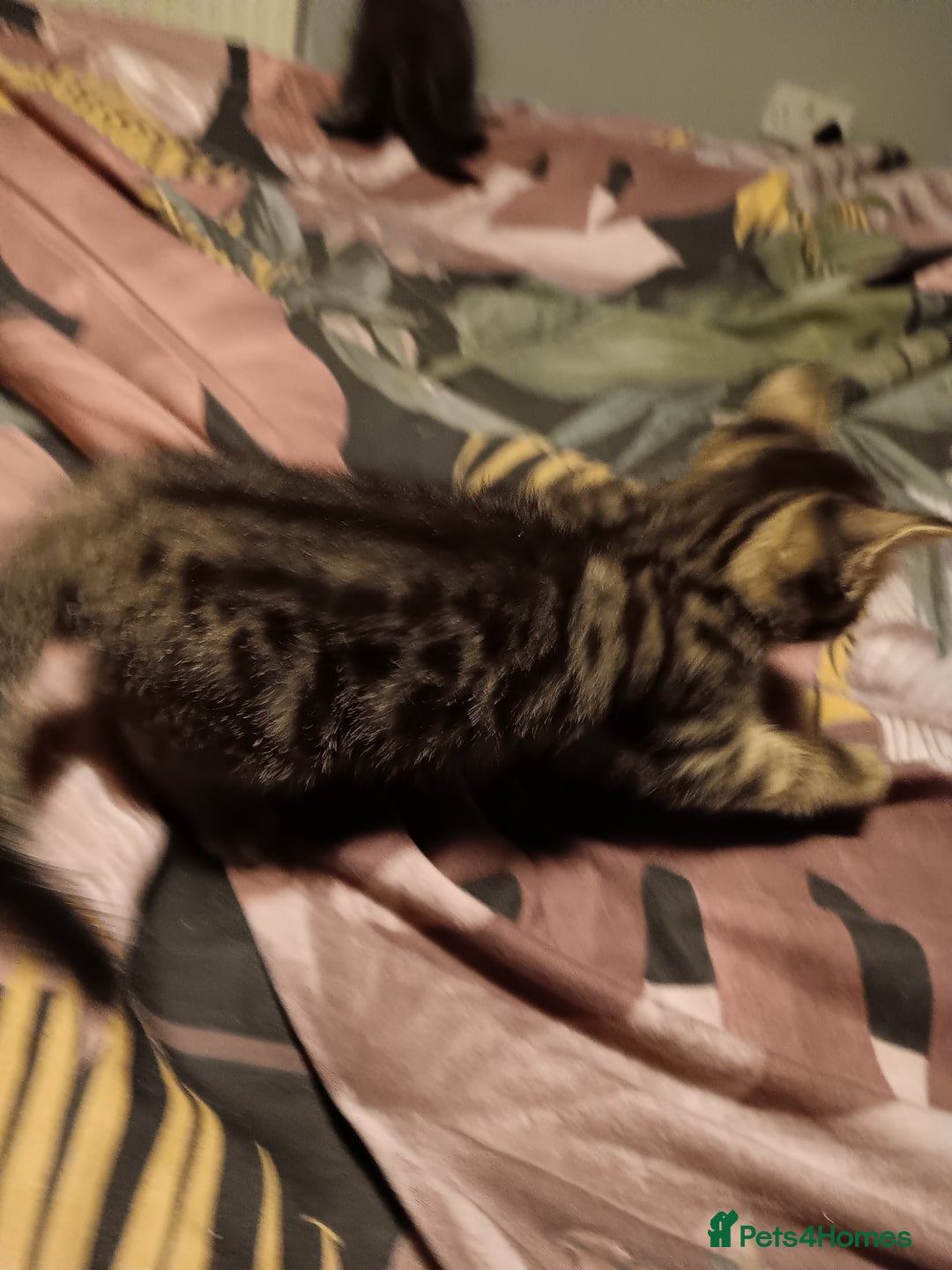 Bengal cats for sale: adorable kittens - Image 3