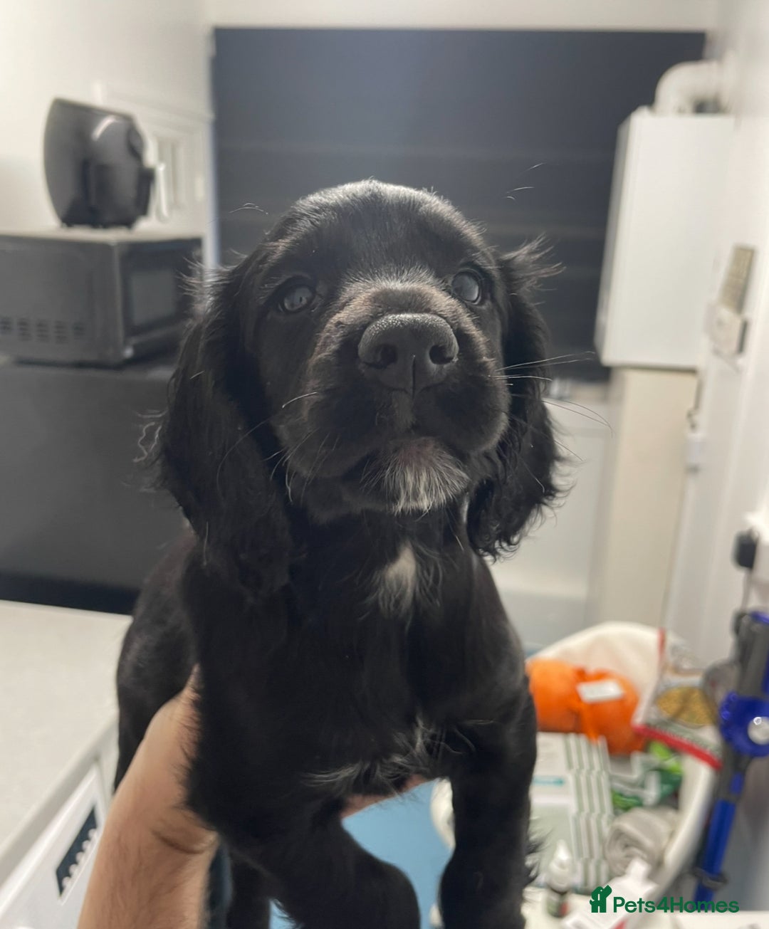 Cocker Spaniel dogs for sale: Cocker Spaniel puppies kennel club registered - Advert 10