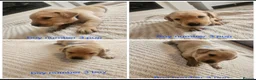 Labrador Retriever dogs for sale: 🐾 KC Registered Labrador Puppies – Red/Yellow 🐾 - Advert 6