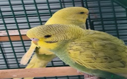Budgerigars birds for sale: 2 X YOUNG BUDGIES WITH CAGE  - Image 3