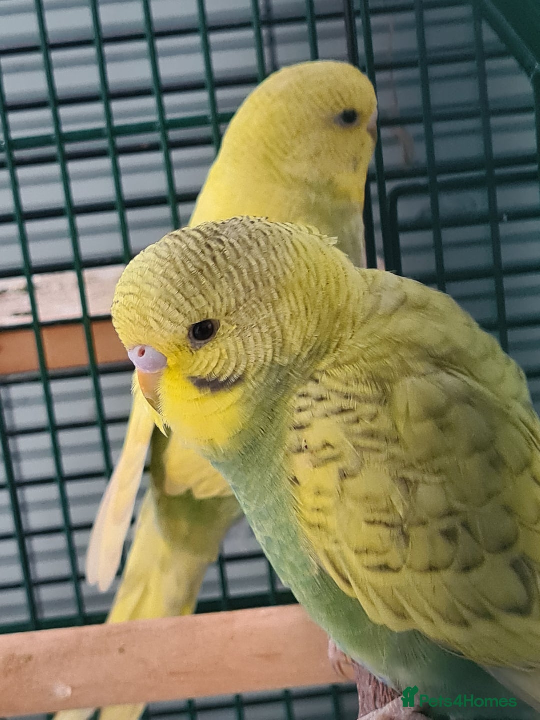 Budgerigars birds for sale: 2 X YOUNG BUDGIES WITH CAGE  - Image 3