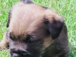 Border Terrier dogs Beautiful Borders in Gravesend - Advert 19