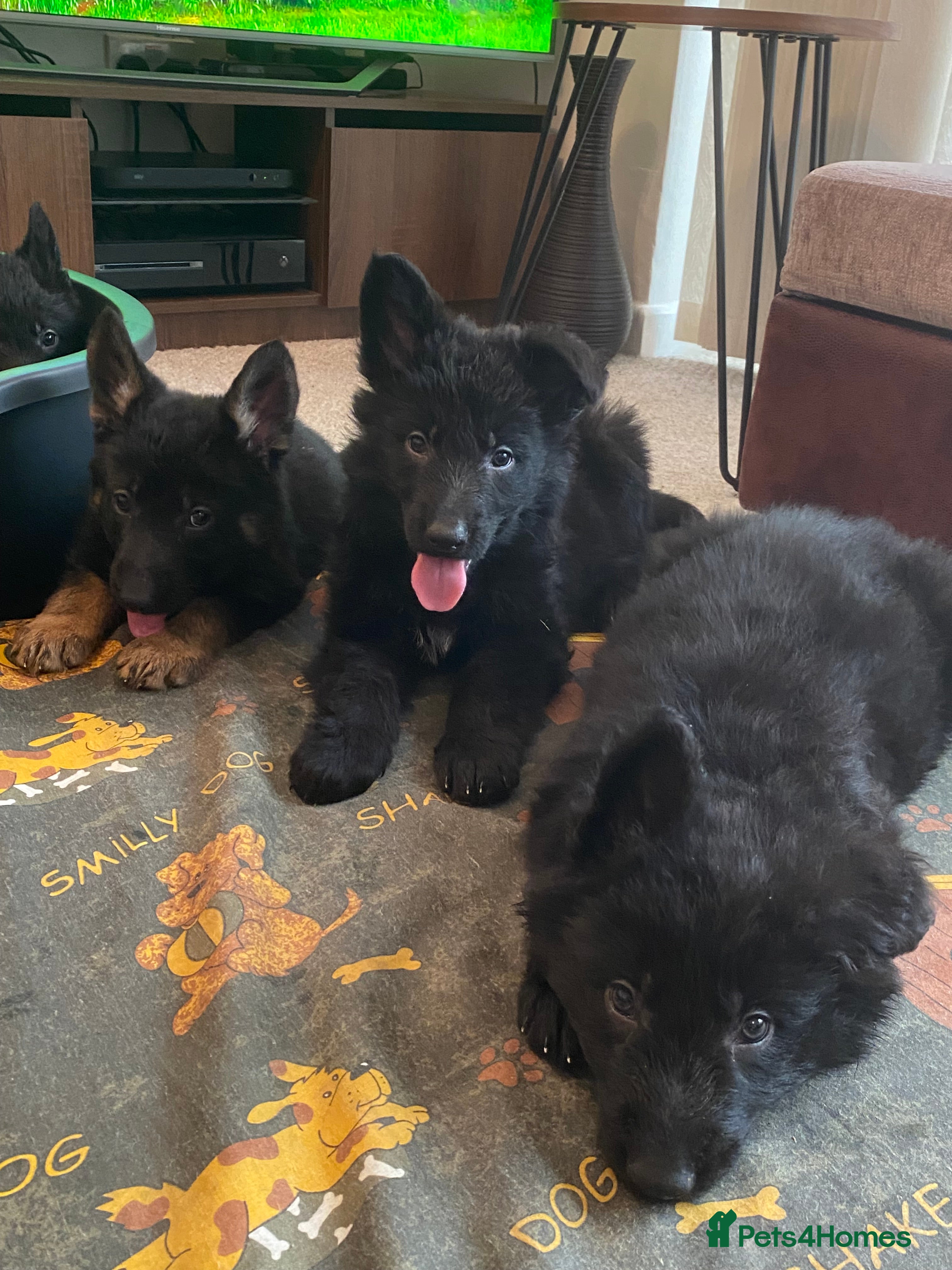 German Shepherd dogs German shepherd puppies O.N.O - Advert 2