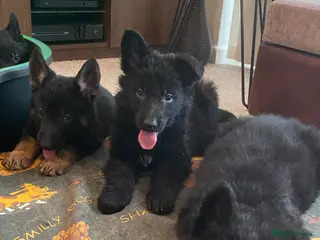 German Shepherd dogs German shepherd puppies O.N.O - Advert 2