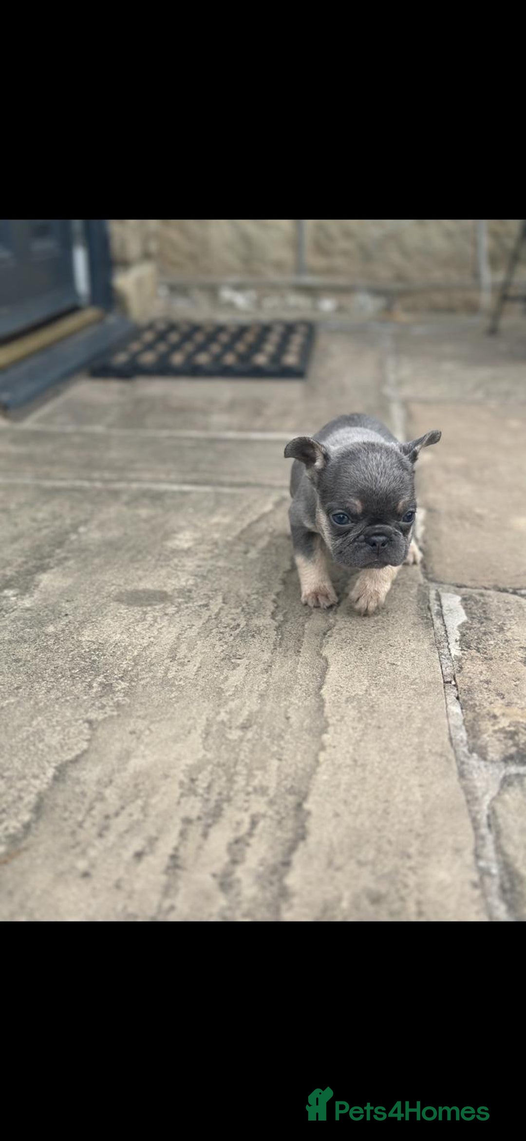 French Bulldog dogs for sale: Miniature French bulldogs carry fluffy  - Image 15