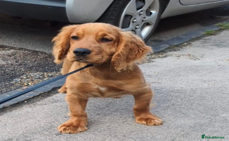 Cocker Spaniel dogs - Advert 1