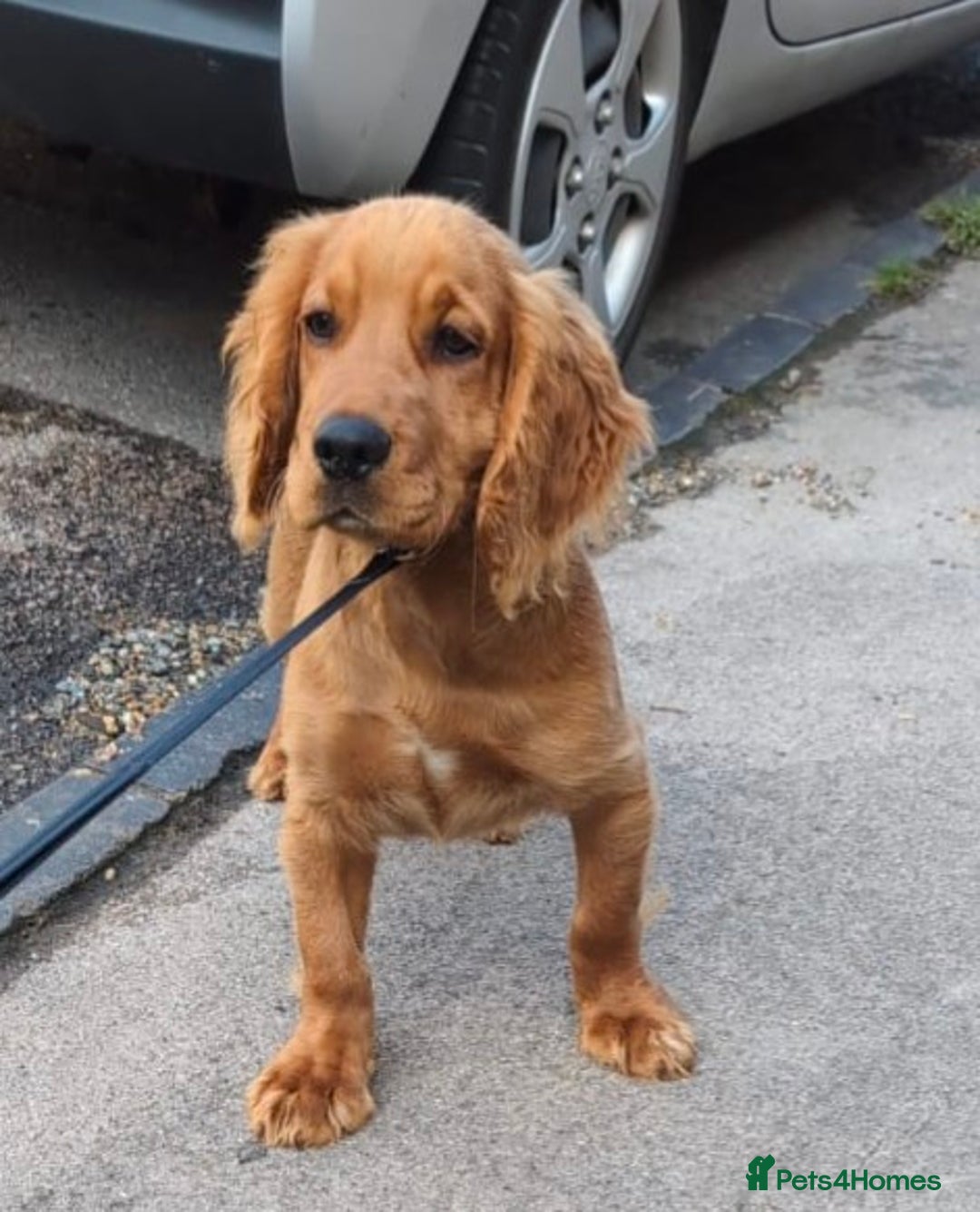 Cocker Spaniel dogs for sale: Kc male working cocker spaniel re-home  - Image 1
