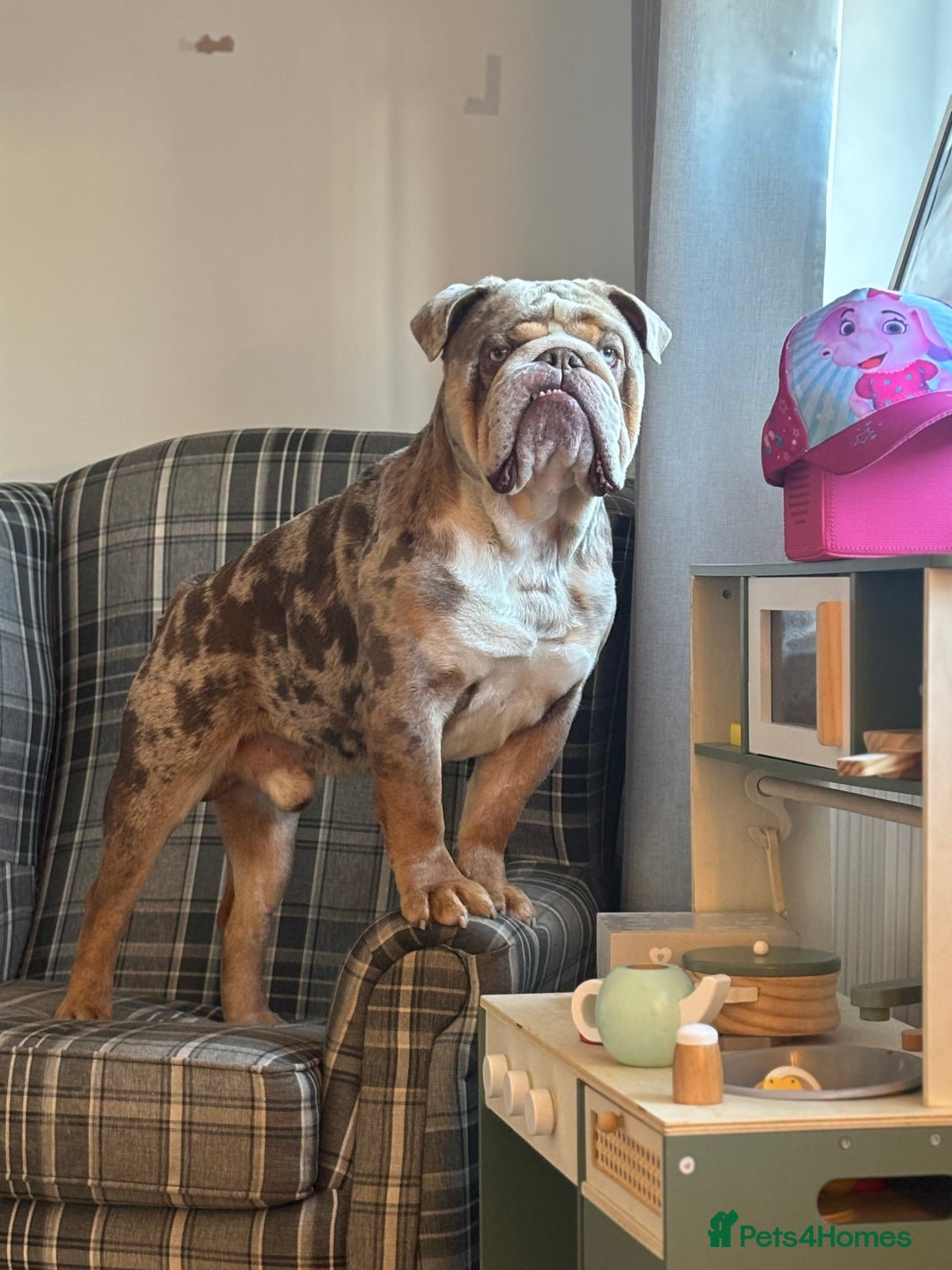 English Bulldog dogs for stud: Gorgeous kc reg boy for stud  in Bathgate - Image 2