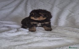 Cockapoo dogs for sale: Stunning cockapoo puppys  - Image 7