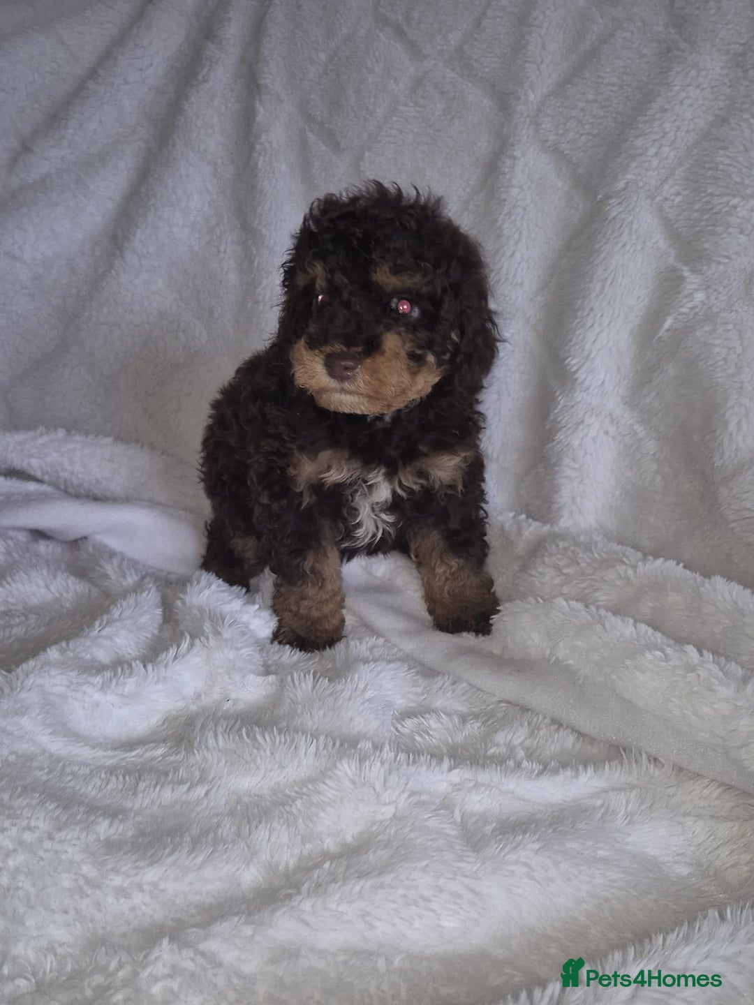 Cockapoo dogs for sale: Stunning cockapoo puppys  - Image 7