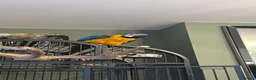 Macaws birds for sale: Chase  - Advert 12