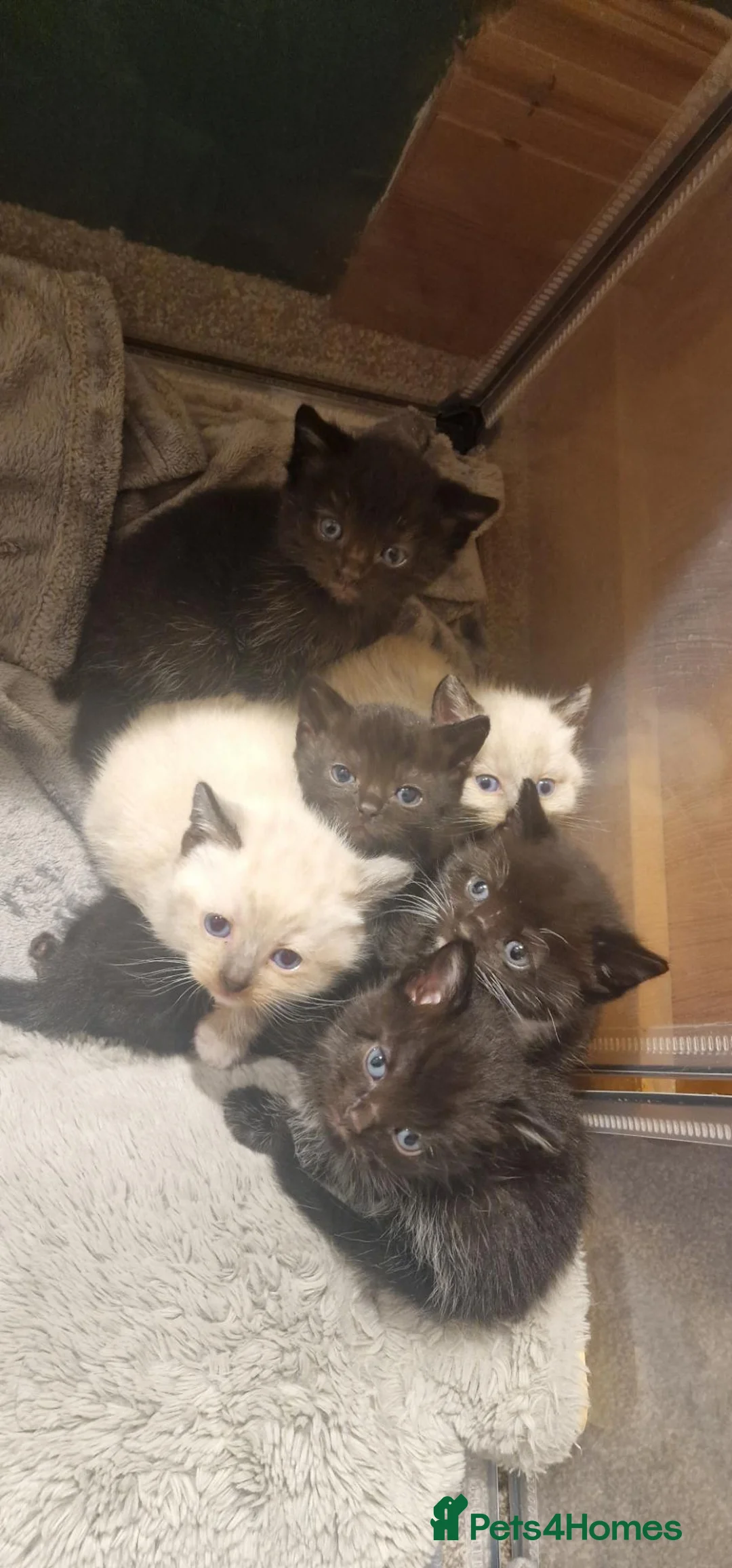 Mixed Breed cats for sale: Ragdoll X Bengal kittens - Advert 1