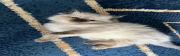 Ragdoll cats for sale: Stunning fur purebred ragdolls - Advert 1
