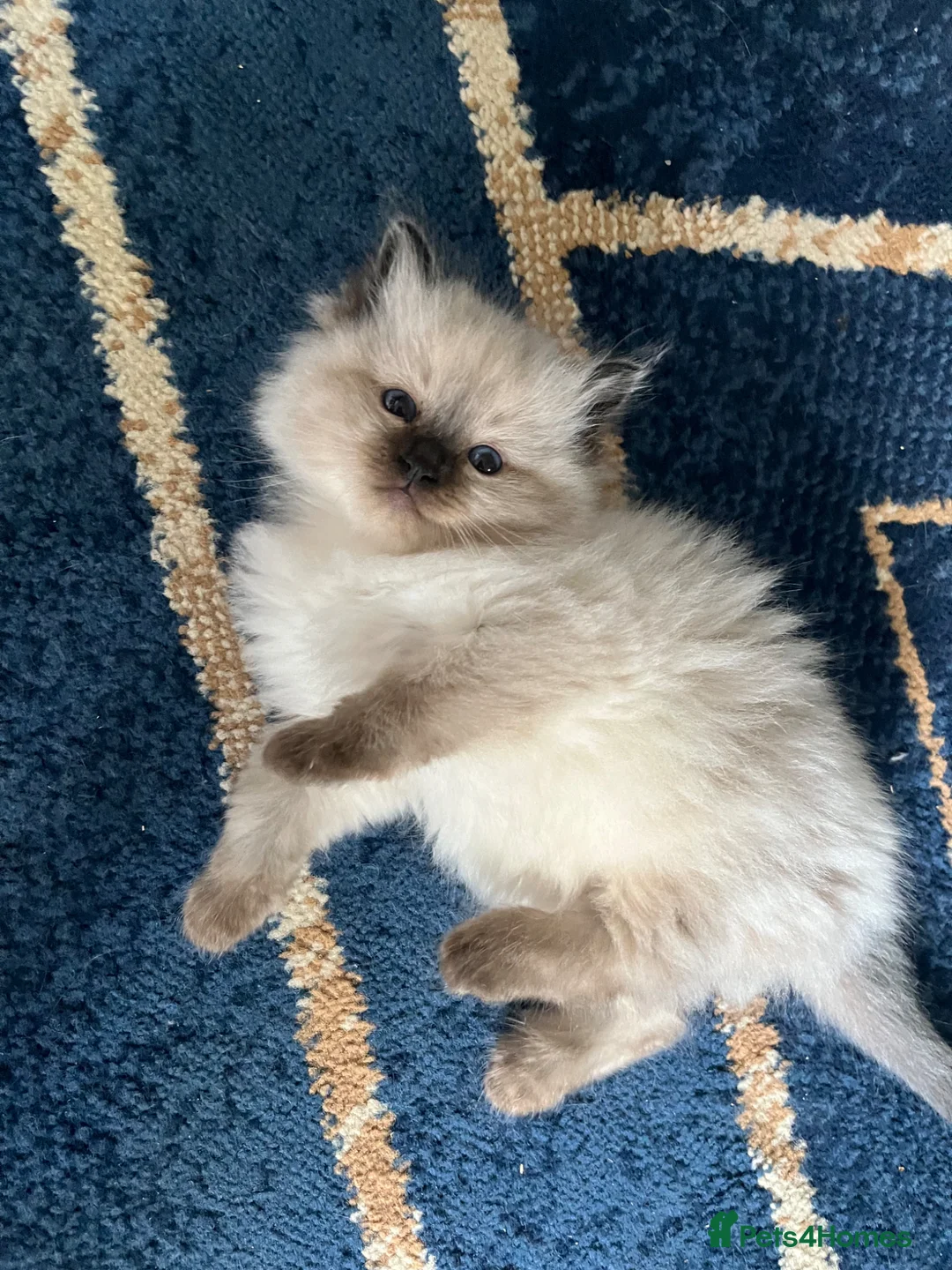 Ragdoll cats for sale: Stunning fur purebred ragdolls - Advert 1